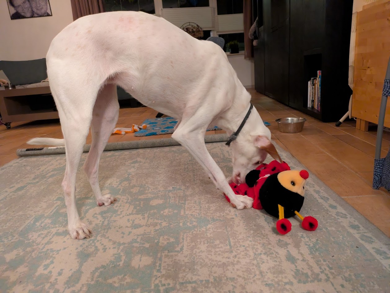 podenco